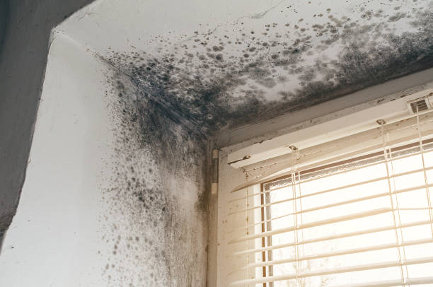 Affordable Mold Remediation solutions in Woodbury, PA